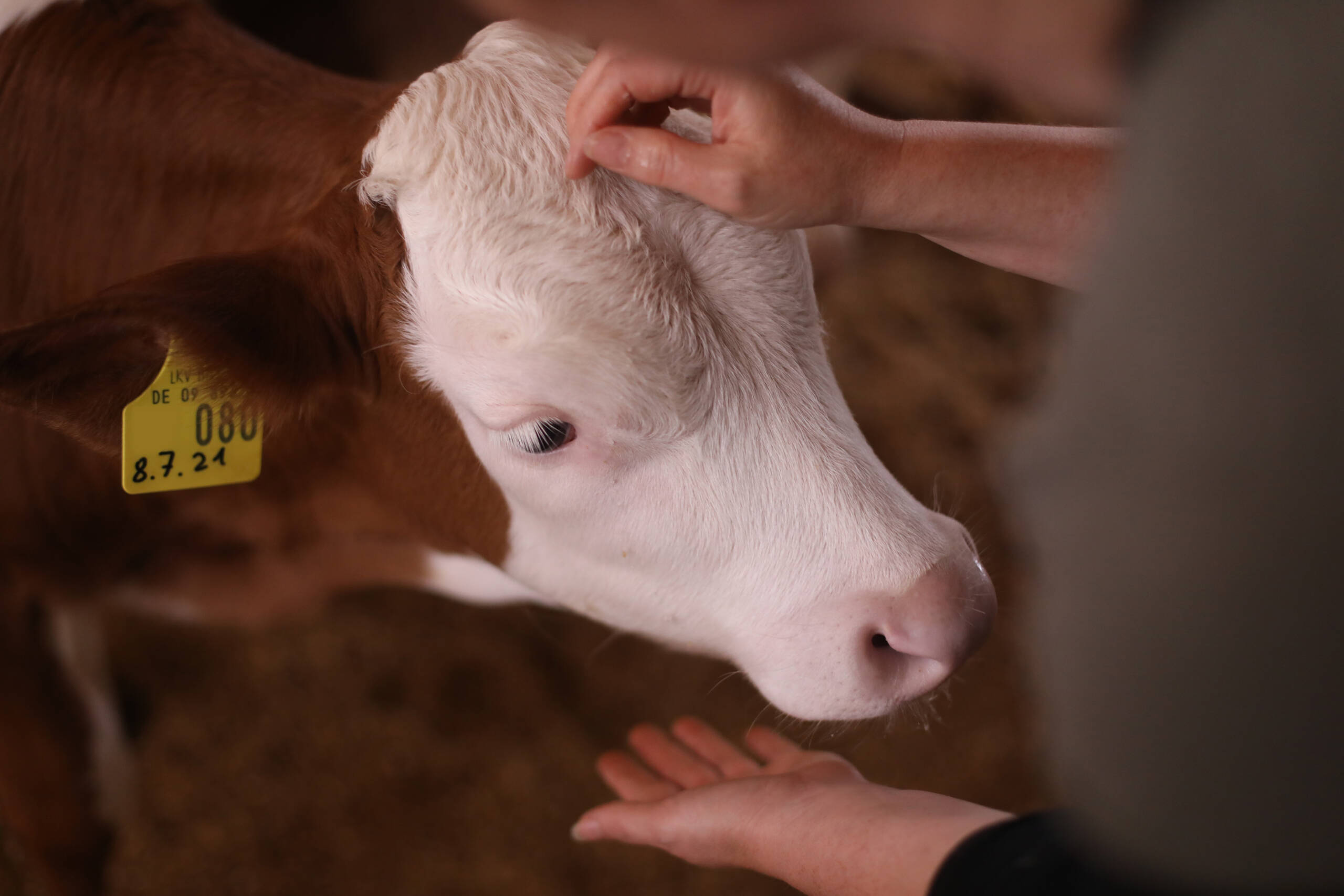Ohrmarken setzen ohne Stress