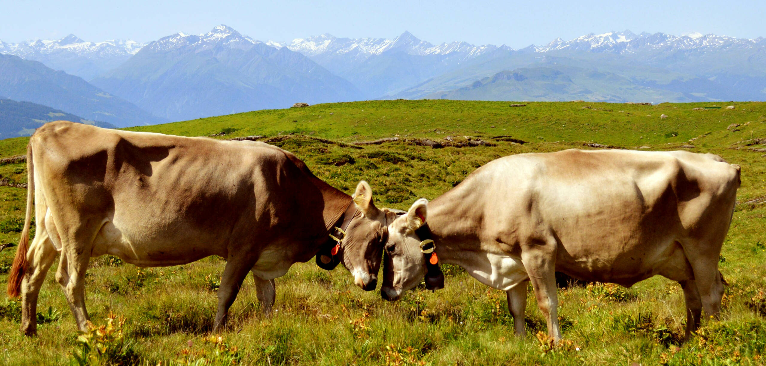 Mobbing unter den Kühen: Gründe und Lösungen