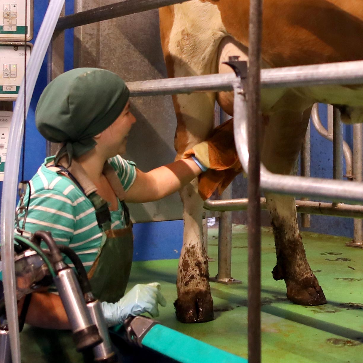 Endlich wieder Spaß beim Melken